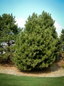 Сосна Чёрная (Pinus Nigra) купить по цене от 270.00р. в интернет-магазине «Посадика» с доставкой почтой в в Хабаровске и по всей России – [изображение №1].