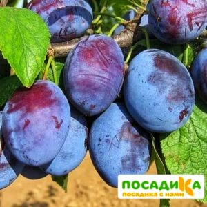 Слива Чачакская ранняя купить по цене от 229.00р. в интернет-магазине «Посадика» с доставкой почтой в в Хабаровске и по всей России – [изображение №1].