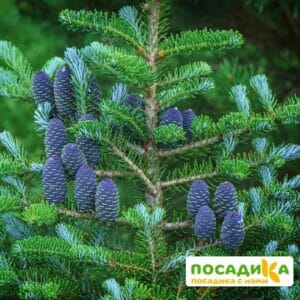 Пихта корейская (Abies koreana) купить по цене от 450.00р. в интернет-магазине «Посадика» с доставкой почтой в в Хабаровске и по всей России – [изображение №1].