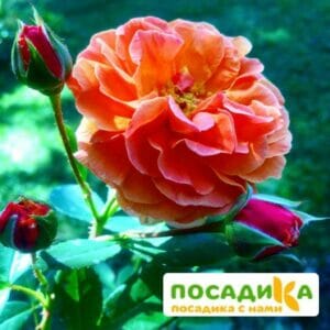 Роза Арабия купить по цене от 350.00р. в интернет-магазине «Посадика» с доставкой почтой в в Хабаровске и по всей России – [изображение №1].