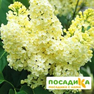 Сирень Примроуз (Primrose) купить по цене от 529.00р. в интернет-магазине «Посадика» с доставкой почтой в в Хабаровске и по всей России – [изображение №1].