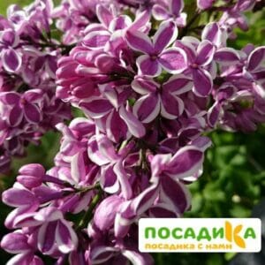 Сирень Сенсация купить по цене от 529.00р. в интернет-магазине «Посадика» с доставкой почтой в в Хабаровске и по всей России – [изображение №1].