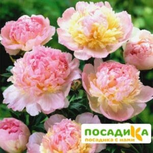 Пион Распберри Сандей (Paeonia Raspberry Sundae) купить по цене от 959р. в интернет-магазине «Посадика» с доставкой почтой в в Хабаровске и по всей России – [изображение №1].