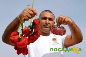 Клубника Гигант Джорнея купить по цене от 266р. в интернет-магазине «Посадика» с доставкой почтой в в Хабаровске и по всей России – [изображение №1].
