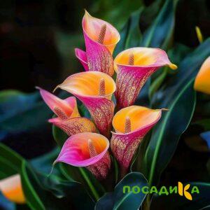 Калла Оникс купить по цене от 450р. в интернет-магазине «Посадика» с доставкой почтой в в Хабаровске и по всей России – [изображение №1].