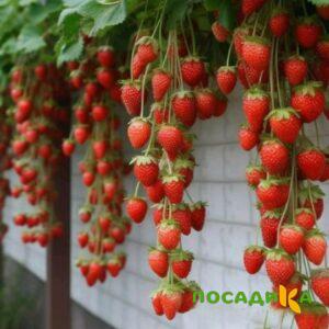 Клубника вьющаяся Комплимент купить по цене от 470р. в интернет-магазине «Посадика» с доставкой почтой в в Хабаровске и по всей России – [изображение №1].