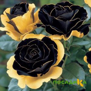 Роза Ханни Сикл купить по цене от 700р. в интернет-магазине «Посадика» с доставкой почтой в в Хабаровске и по всей России – [изображение №1].