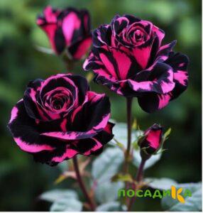 Роза Багровый Шепот купить по цене от 366р. в интернет-магазине «Посадика» с доставкой почтой в в Хабаровске и по всей России – [изображение №1].