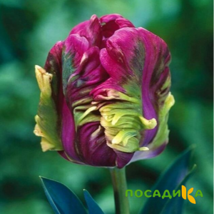 Тюльпан Экзотик Хэвен купить по цене от 186р. в интернет-магазине «Посадика» с доставкой почтой в в Хабаровске и по всей России – [изображение №1].
