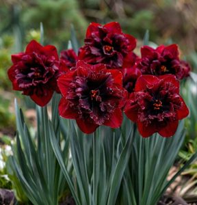 Нарцисс Сапфировый Бриз купить по цене от 3000р. в интернет-магазине «Посадика» с доставкой почтой в в Хабаровске и по всей России – [изображение №1].