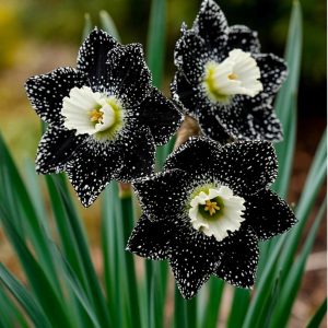 Нарцисс Кассата купить по цене от 372р. в интернет-магазине «Посадика» с доставкой почтой в в Хабаровске и по всей России – [изображение №1].