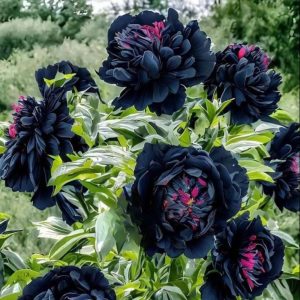 Пион древовидный Сердце Афродиты купить по цене от 600р. в интернет-магазине «Посадика» с доставкой почтой в в Хабаровске и по всей России – [изображение №1].