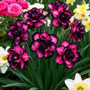 Нарцисс Золотая Корона купить по цене от 2000р. в интернет-магазине «Посадика» с доставкой почтой в в Хабаровске и по всей России – [изображение №1].