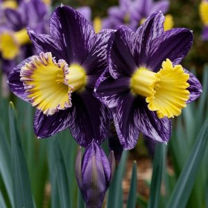 Нарцисс Акропоис купить по цене от 382р. в интернет-магазине «Посадика» с доставкой почтой в в Хабаровске и по всей России – [изображение №1].