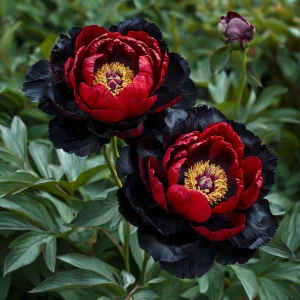 Пион Эбеновый Рубин купить по цене от 419р. в интернет-магазине «Посадика» с доставкой почтой в в Хабаровске и по всей России – [изображение №1].