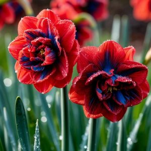 Нарцисс Эрличе купить по цене от 386р. в интернет-магазине «Посадика» с доставкой почтой в в Хабаровске и по всей России – [изображение №1].